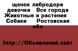 щенок лабродора девочка - Все города Животные и растения » Собаки   . Ростовская обл.